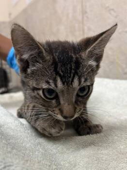 Band 7 -  Domestic Short Hair Cat for Adoption in Honolulu, Hawaii - Band 7 | PetCurious
