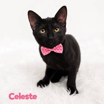 Celeste -  Domestic Short Hair Cat for Adoption in Fort Lauderdale, Florida - Celeste | PetCurious