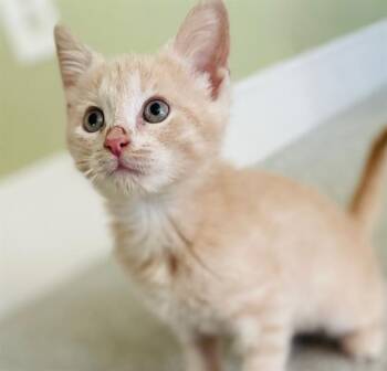 Domestic Short Hair Cats Available for Adoption in Charlotte, North Carolina - COCONUT | PetCurious