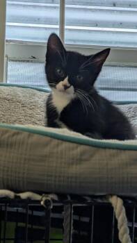 Parsley -  Domestic Short Hair Cat for Adoption in Brandon, Florida - Parsley | PetCurious