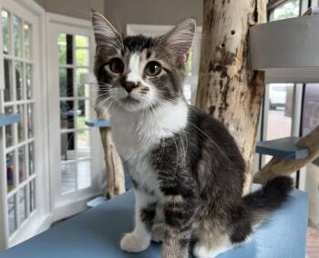 Rita -  Domestic Medium Hair Cat for Adoption in Reston, Virginia - Rita | PetCurious