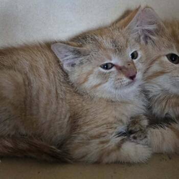 Chilli -  Domestic Short Hair Cat for Adoption in Lexington, Kentucky - Chilli | PetCurious