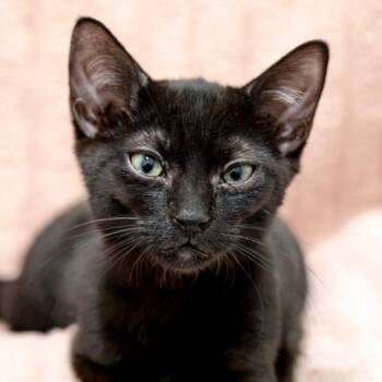 Bliss -  Domestic Short Hair Cat for Adoption in Chapel Hill, North Carolina - Bliss | PetCurious