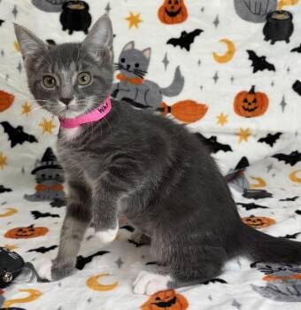 261439 Sweet Potato Pie -  Domestic Short Hair Cat for Adoption in Wetumpka, Alabama - 261439 Sweet Potato Pie | PetCurious