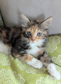 Carolina -  Tabby and Domestic Long Hair Cat Available for Adoption in Ocala, Florida - Carolina | PetCurious