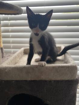 Magpie -  Domestic Short Hair Cat for Adoption in Orlando, Florida - Magpie | PetCurious