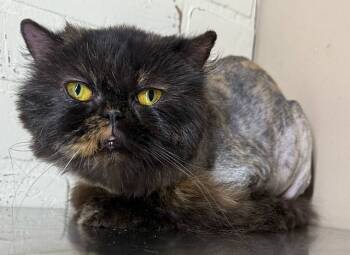 Rescue Persian Cats for Adoption in Powder Springs, Georgia - DAISY | PetCurious