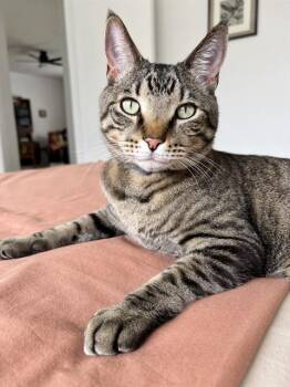 Rescue Domestic Short Hair Cats for Adoption in Barnstable, Massachusetts - MACK | PetCurious