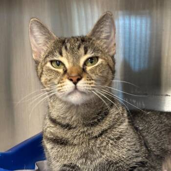 Firefly -  Domestic Short Hair Cat for Adoption in League City, Texas - Firefly | PetCurious