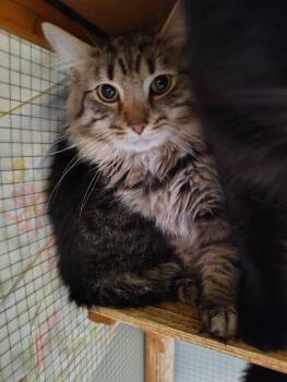 Domestic Long Hair Cats Available for Adoption - Riot | PetCurious