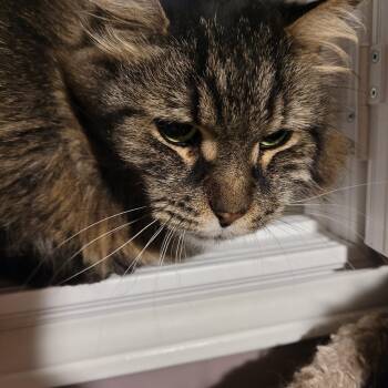 Angelito (m) 4yrs old DLH mix main coon -  Domestic Long Hair and Maine Coon Cat for Adoption in Ottawa, Ontario - Angelito (m) 4yrs Old DLH Mix Main Coon | PetCurious