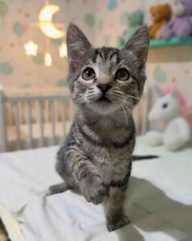 Surprise -  Domestic Short Hair Cat for Adoption in Novato, California - Surprise | PetCurious