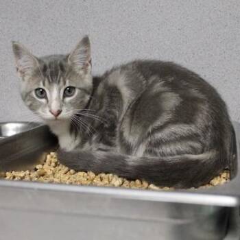 Halo -  Domestic Short Hair Cat for Adoption in Birmingham, Alabama - Halo | PetCurious