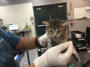 A1906718 -  Domestic Short Hair Cat for Adoption in Thousand Palms, California - A1906718 | PetCurious