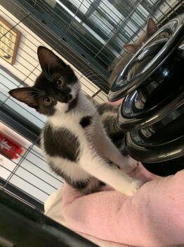 Rescue Domestic Short Hair Cats for Adoption in Sanford, Florida - Cheez-it | PetCurious