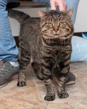 Rescue Domestic Short Hair Cats for Adoption in Boone, Iowa - Simba | PetCurious