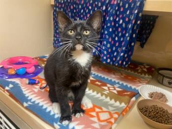 DUDLEY -  Domestic Short Hair Cat for Adoption in Fort Wayne, Indiana - DUDLEY | PetCurious