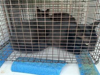 A657416 -  Domestic Short Hair Cat for Adoption in Houston, Texas - A657416 | PetCurious