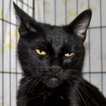 Sailor Moon -  Domestic Short Hair Cat for Adoption in Los Angeles, California - Sailor Moon | PetCurious