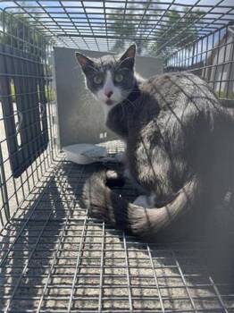 Domestic Short Hair Cats Available for Adoption - A652691 | PetCurious