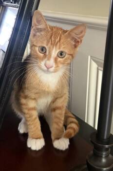 Boots -  Domestic Short Hair Cat for Adoption in Charleston, South Carolina - Boots | PetCurious