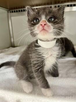 MANCHEGO -  Domestic Short Hair Cat for Adoption in San Francisco, California - MANCHEGO | PetCurious