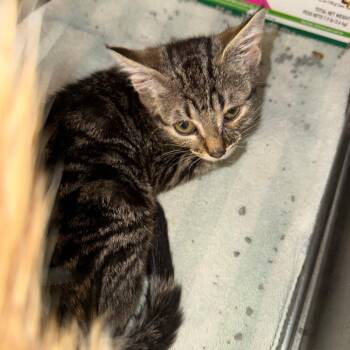 Nalgene -  Domestic Short Hair Cat for Adoption in Austin, Texas - Nalgene | PetCurious