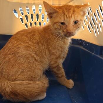 Copper -  Domestic Medium Hair Cat for Adoption in Moses Lake, Washington - Copper | PetCurious