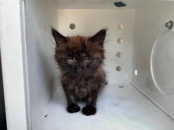 Domestic Long Hair Cats Available for Adoption in Ontario, California - GARDENIA | PetCurious