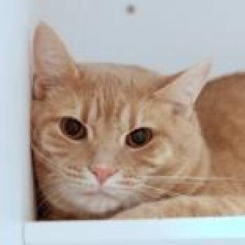 Sammy -  Domestic Short Hair Cat for Adoption in Hilliard, Ohio - Sammy | PetCurious
