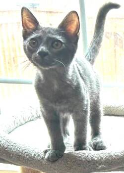 Kittens in Wasilla -  Domestic Short Hair Cat for Adoption in Anchorage, Alaska - Kittens In Wasilla | PetCurious