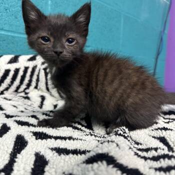 B Tiger -  Domestic Short Hair Cat for Adoption in Newark, Ohio - B Tiger | PetCurious