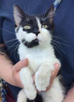 Domestic Short Hair Cats Available for Adoption in Grand Forks, North Dakota - Honey Bunches | PetCurious