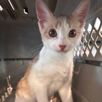 Cannoli -  Domestic Short Hair Cat for Adoption in Allentown, Pennsylvania - Cannoli | PetCurious