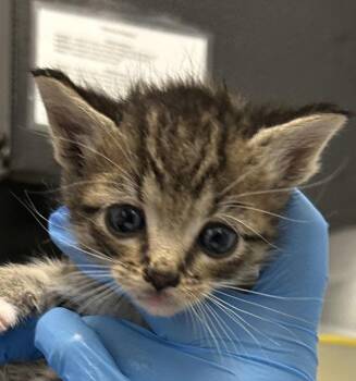 Boots -  Domestic Short Hair Cat for Adoption in Golden, Colorado - Boots | PetCurious
