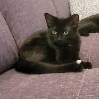 Rescue Domestic Short Hair Cats for Adoption in Kenosha, Wisconsin - Hayley | PetCurious