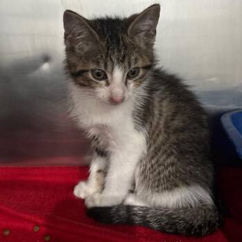 Absolom -  Domestic Short Hair Cat for Adoption in Fairmont, West Virginia - Absolom | PetCurious