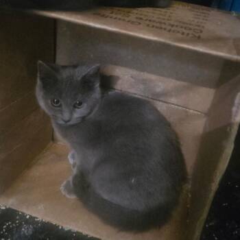 Nakita -  Russian Blue Cat for Adoption in Ringtown, Pennsylvania - Nakita | PetCurious