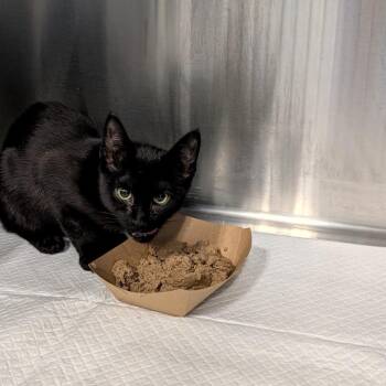 Sloth -  Domestic Short Hair Cat for Adoption in Greensboro, North Carolina - Sloth | PetCurious