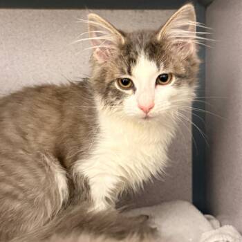 Domestic Medium Hair Cats Available for Adoption in Evansville, Indiana - Dahlia | PetCurious