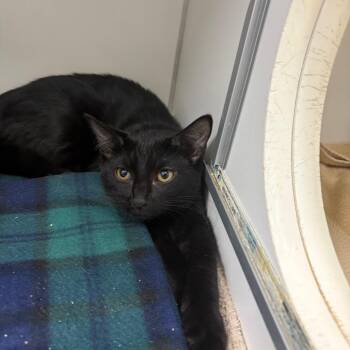 Piper -  Domestic Short Hair Cat for Adoption in Newark, New Jersey - Piper | PetCurious