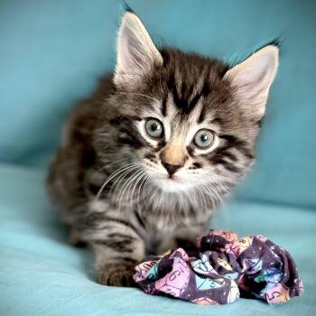Fern -  Domestic Medium Hair Cat for Adoption in Ottawa, Ontario - Fern | PetCurious