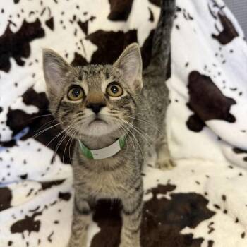 Lucky Charms -  Domestic Short Hair Cat for Adoption in Buffalo, Minnesota - Lucky Charms | PetCurious