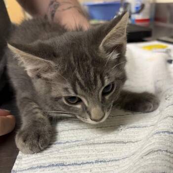 Will Turner -  Domestic Short Hair Cat for Adoption in Asheville, North Carolina - Will Turner | PetCurious