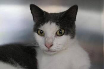 Caiatl -  Domestic Short Hair Cat for Adoption in Kingsland, Georgia - Caiatl | PetCurious