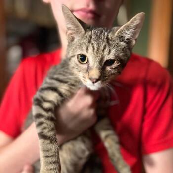 Hopper -  Domestic Short Hair Cat for Adoption in Lancaster, Ohio - Hopper | PetCurious