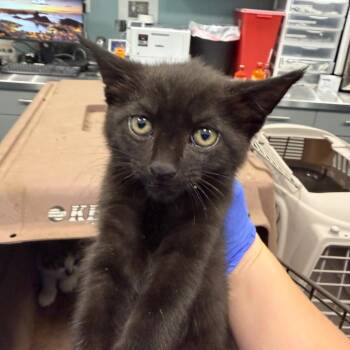 Conditioner (green) -  Domestic Short Hair Cat for Adoption in Greensboro, North Carolina - Conditioner (green) | PetCurious