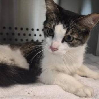 Autumn -  Domestic Medium Hair Cat for Adoption in Norman, Oklahoma - Autumn | PetCurious