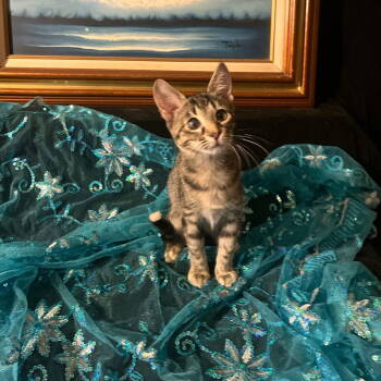 Rescue Domestic Short Hair Cats for Adoption in Castro Valley, California - Lucky (& Gumdrop) | PetCurious