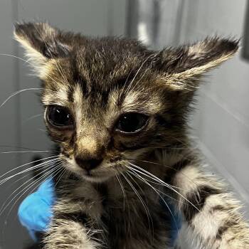 Nobu -  Domestic Short Hair Cat for Adoption in Summerville, South Carolina - Nobu | PetCurious